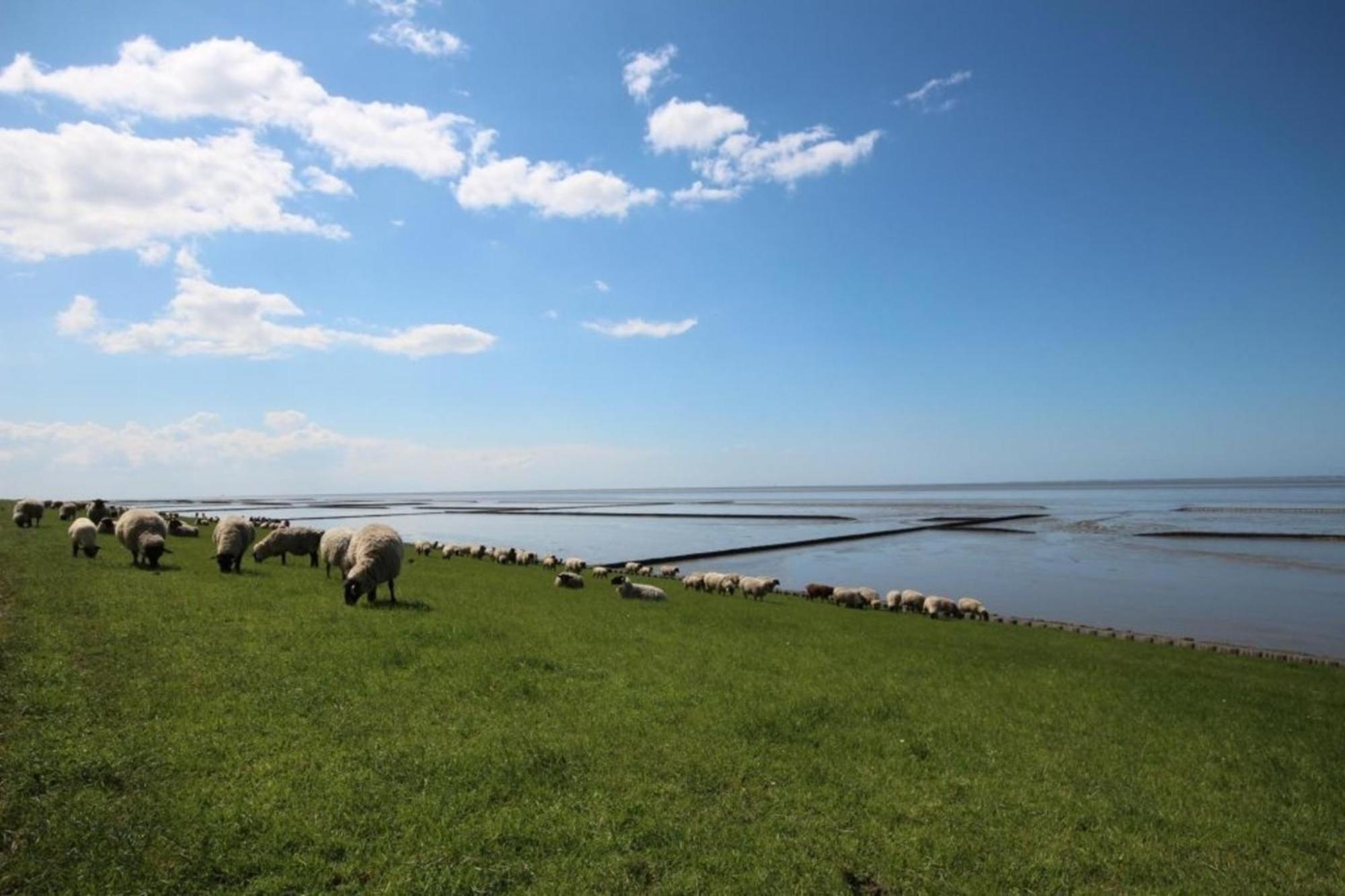 Grosse Nordseewelle Ohne Hund Norden Extérieur photo